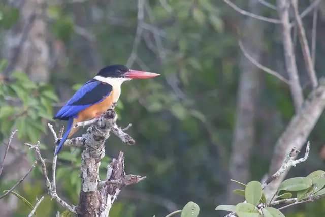 Birding in Sundarbans