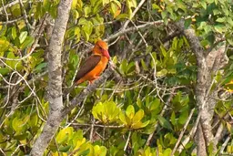 Bird Watching Sundarbans IMG 3032