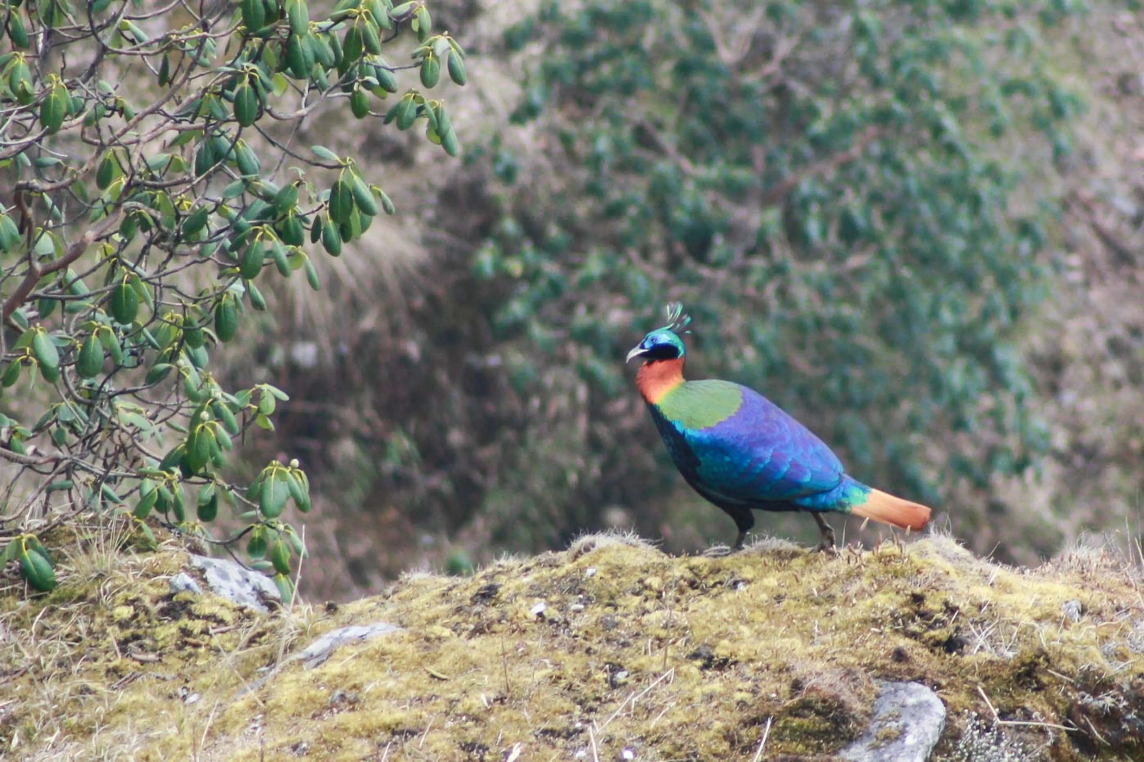 Bird watching Sikkim 4