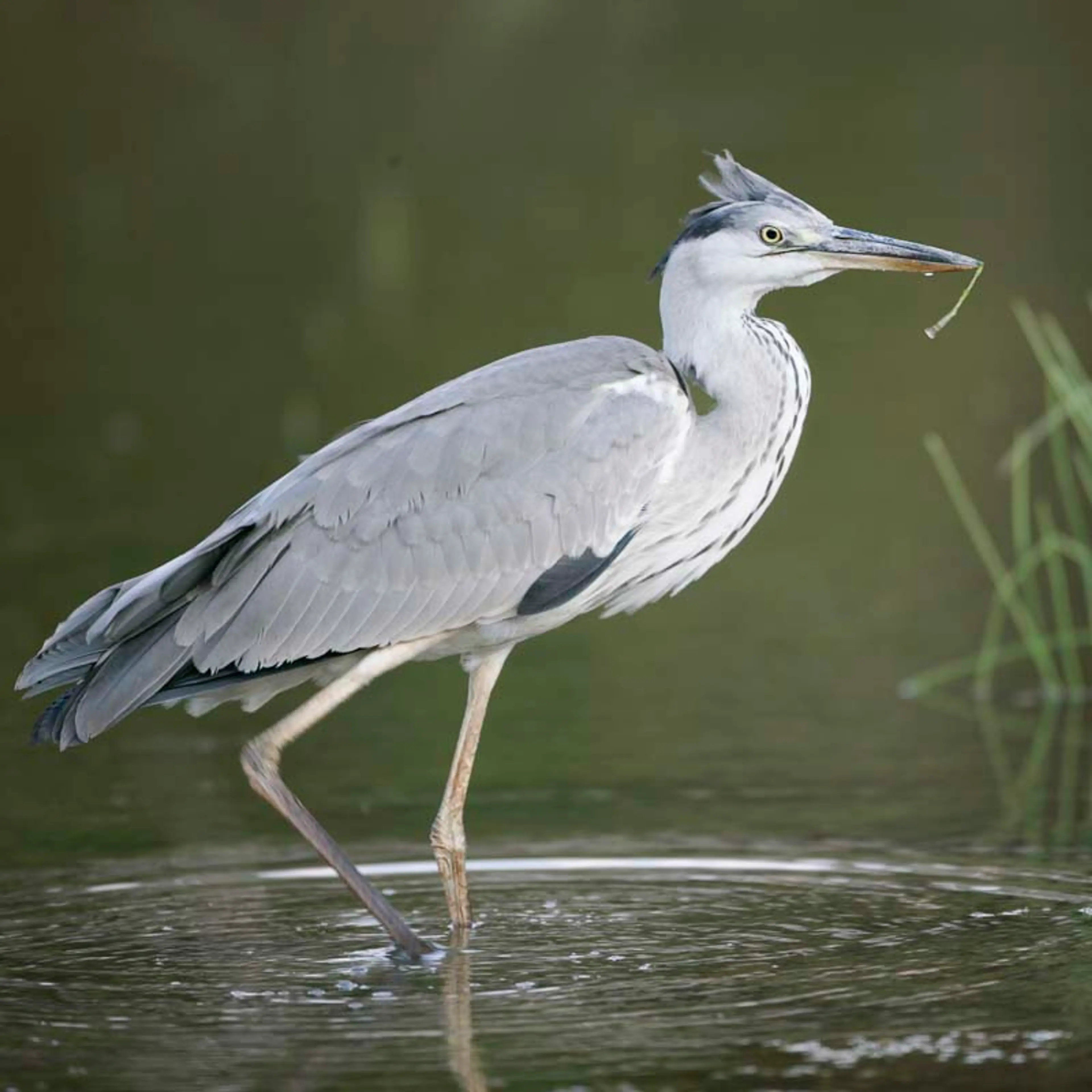 Bird watching tour