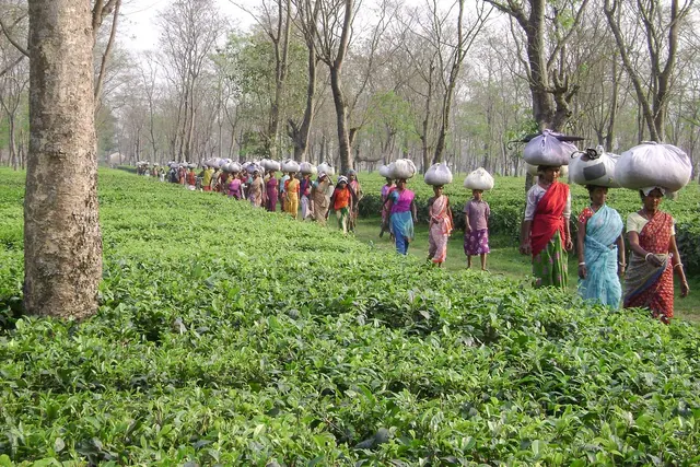 Tea Garden tour