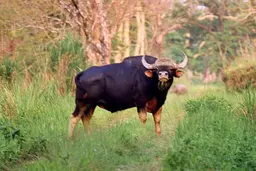 Gaur bull