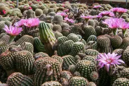 Kalimpong Cactus 1