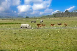 Kaziranga national park assam 1B8A9722