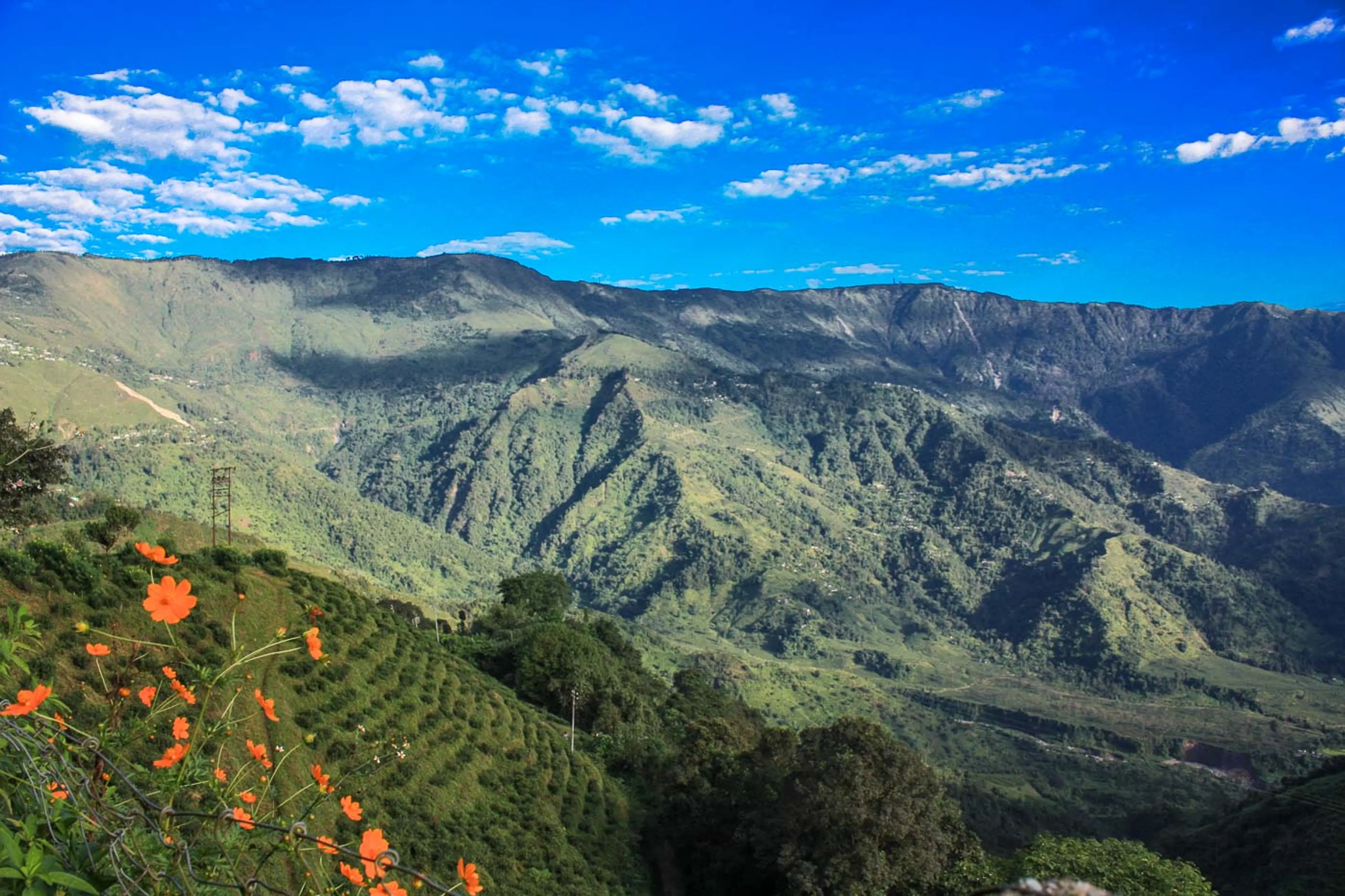 Kurseong Mithu