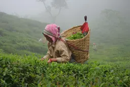 Makaibari Tea Plucking