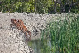 Mangrove Cruising Sundarbans 382