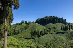 Mirik Darjeeling Road 34