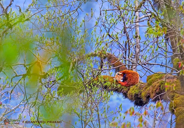 Red Panda Tour