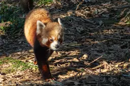 Red Panda IMG 2041