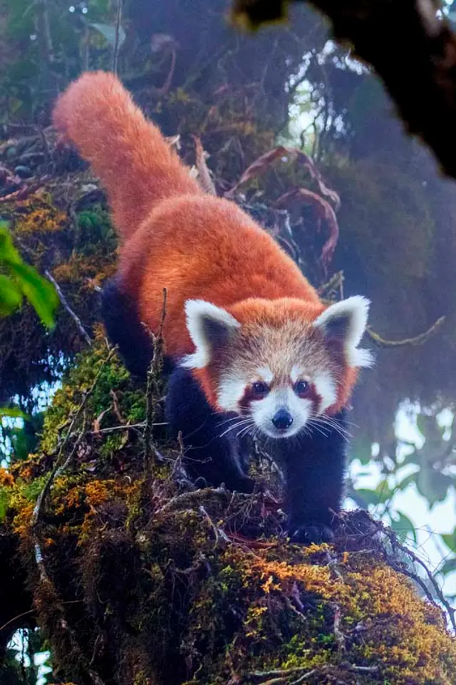 Red Panda Tour Singalila