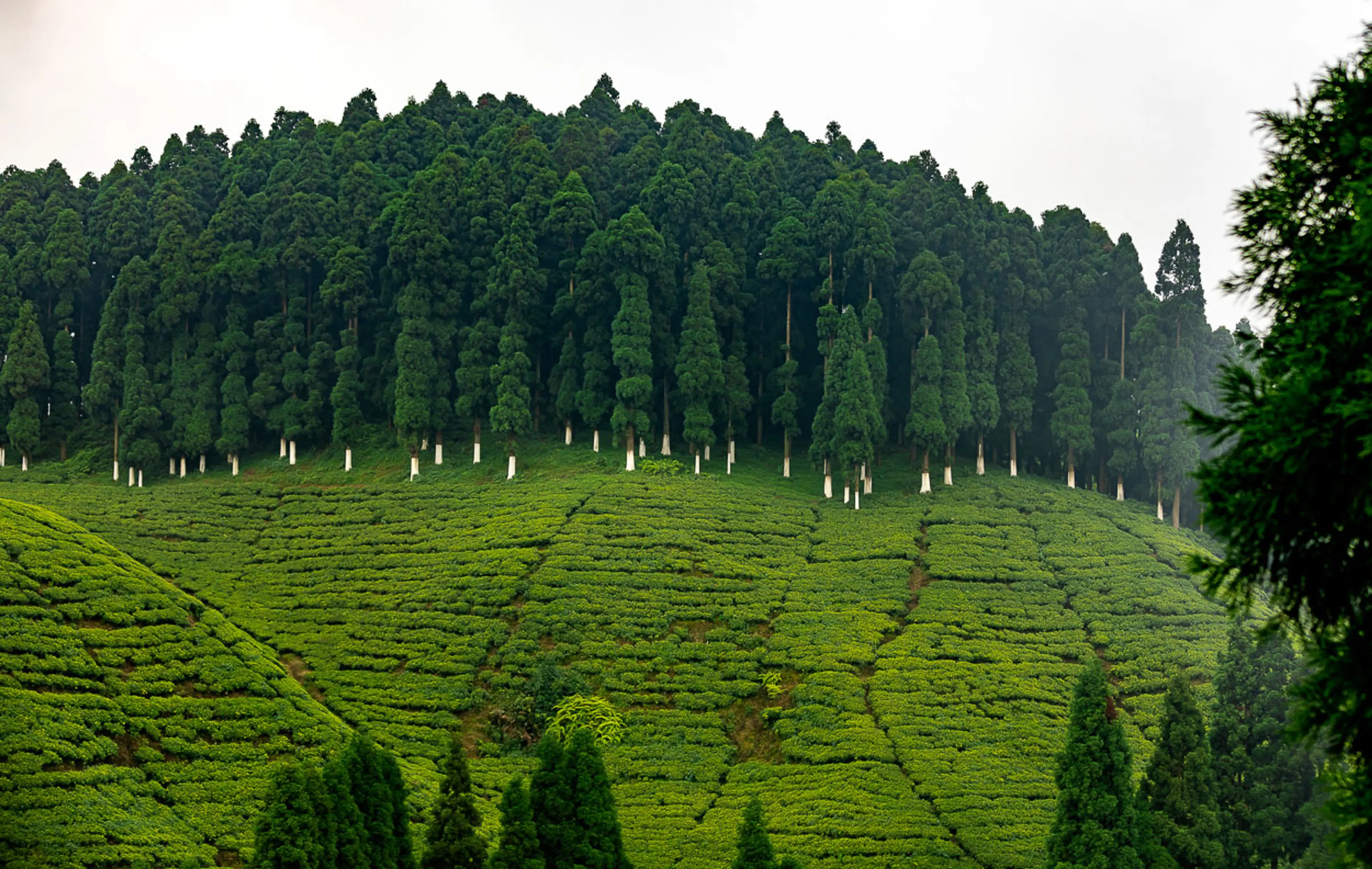 Tea Estate 194A4811