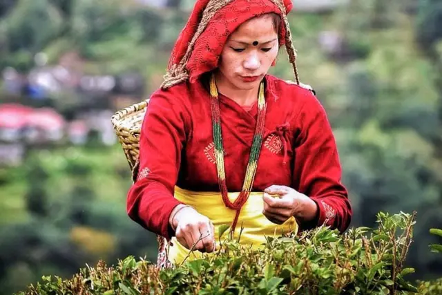 Tea Garden Tour 