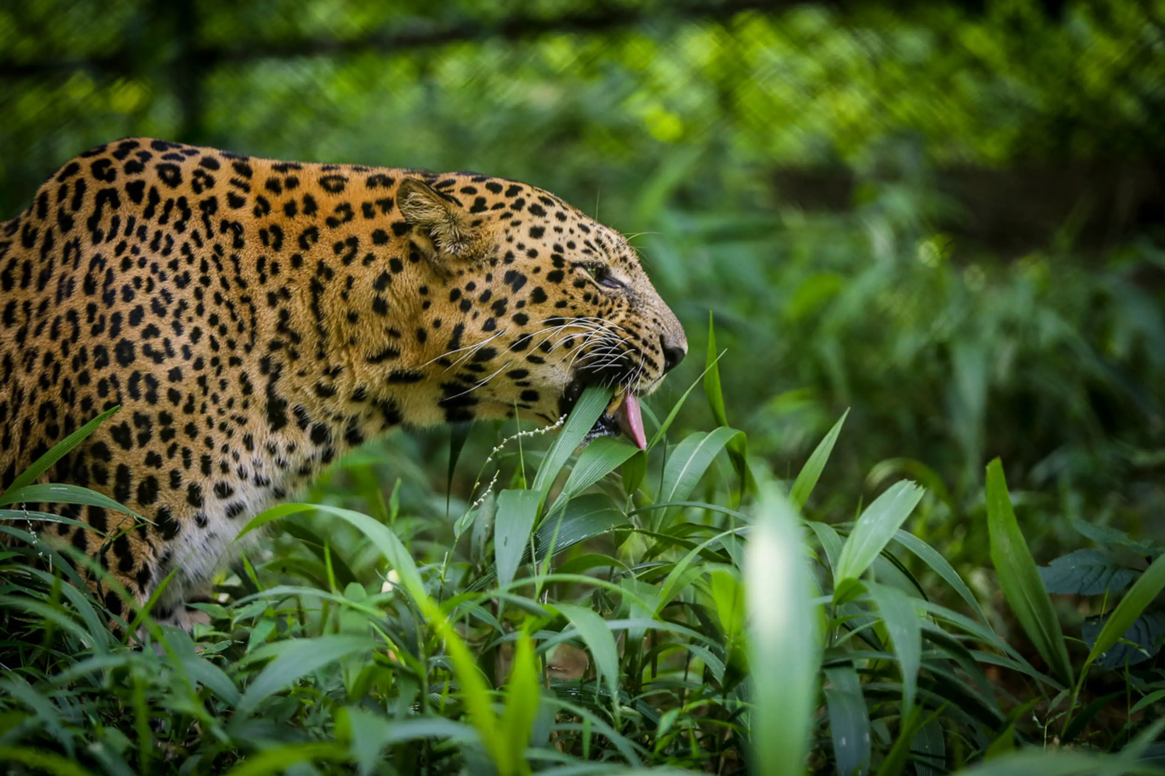 Zoological Park Itanagar arunachal pradesh IMG 8773