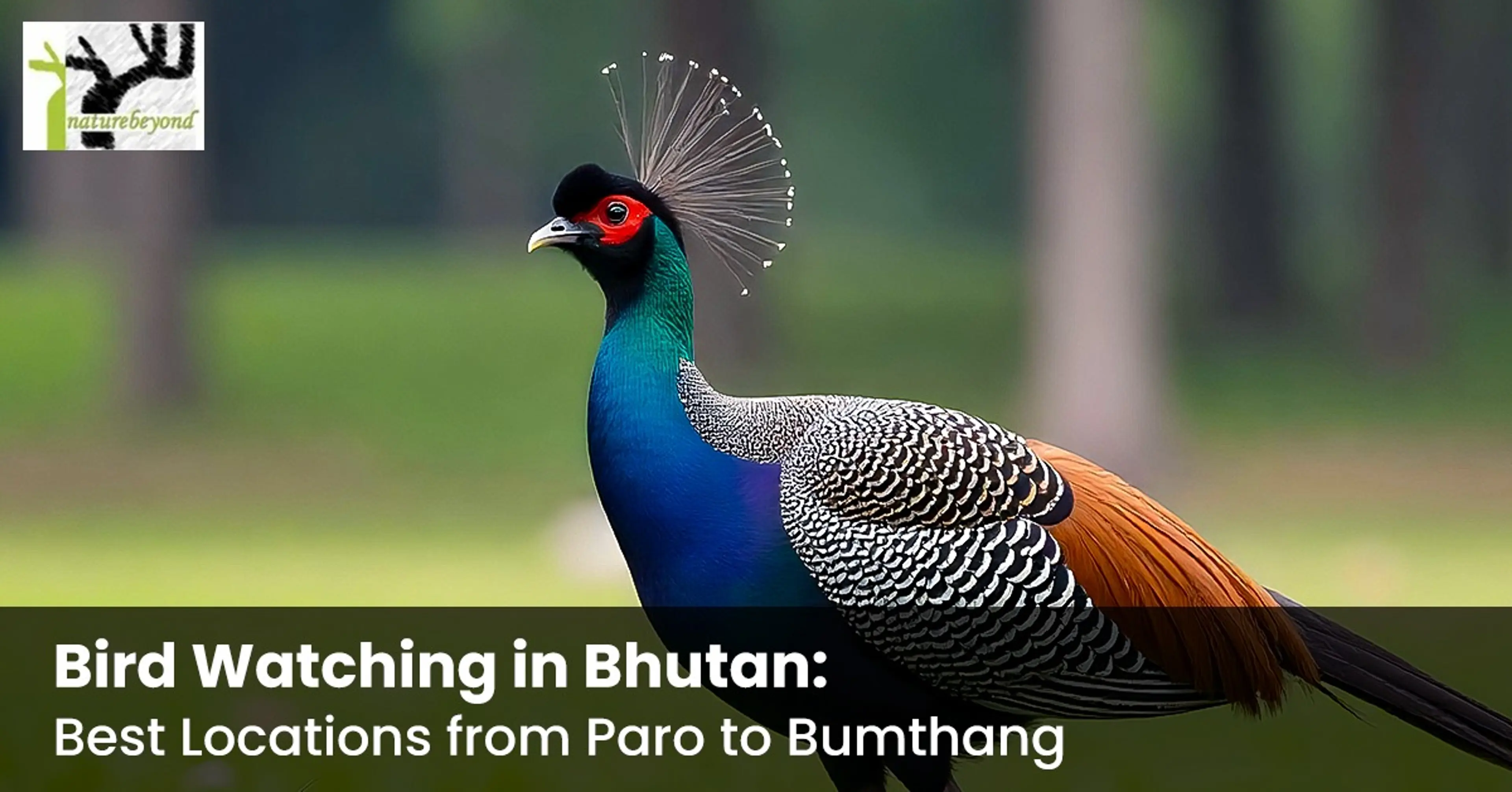 bird watching in bhutan