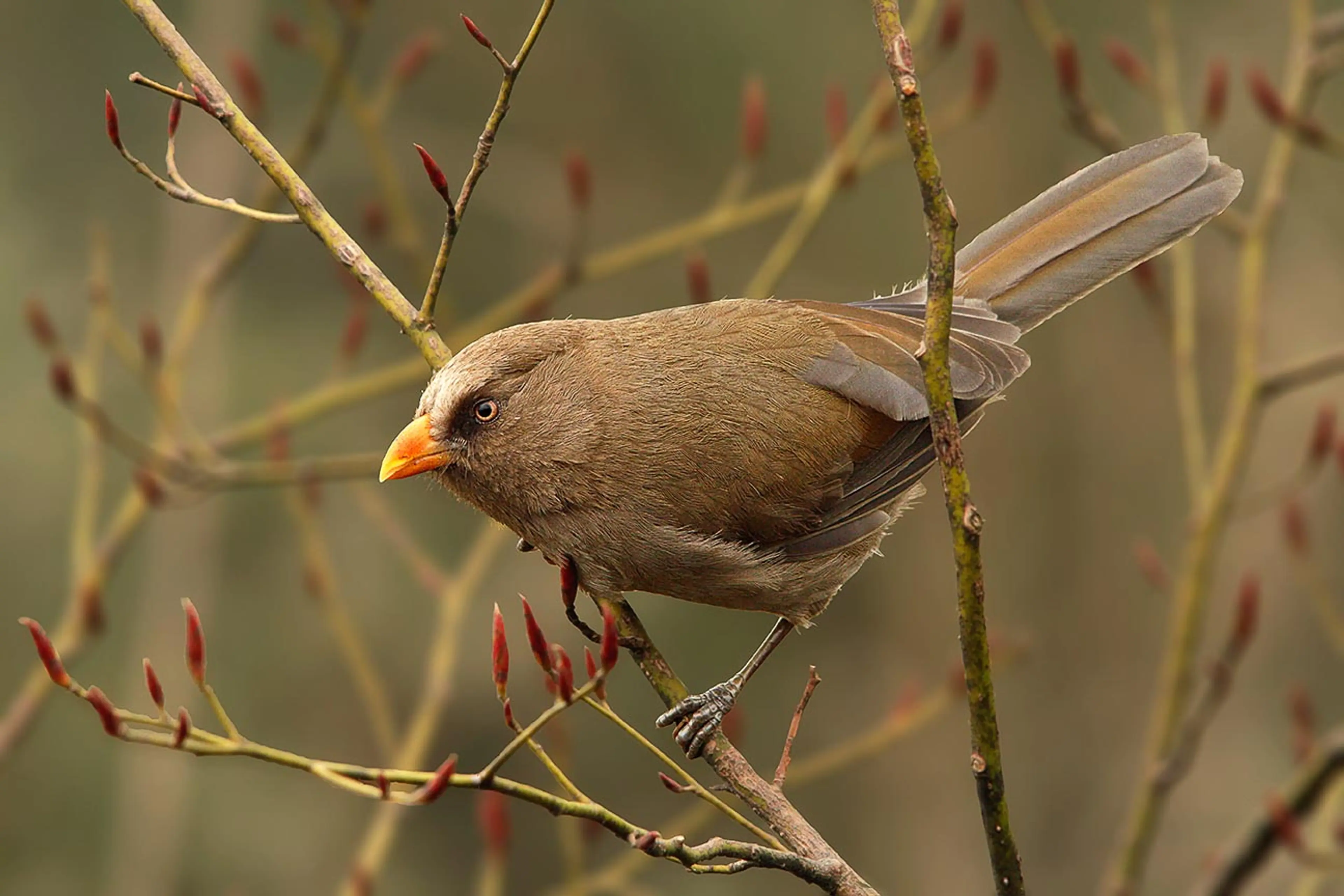 great parrotbill