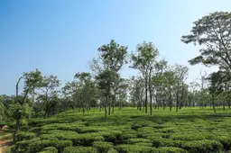 tea gardens silchar assam 1B8A4152
