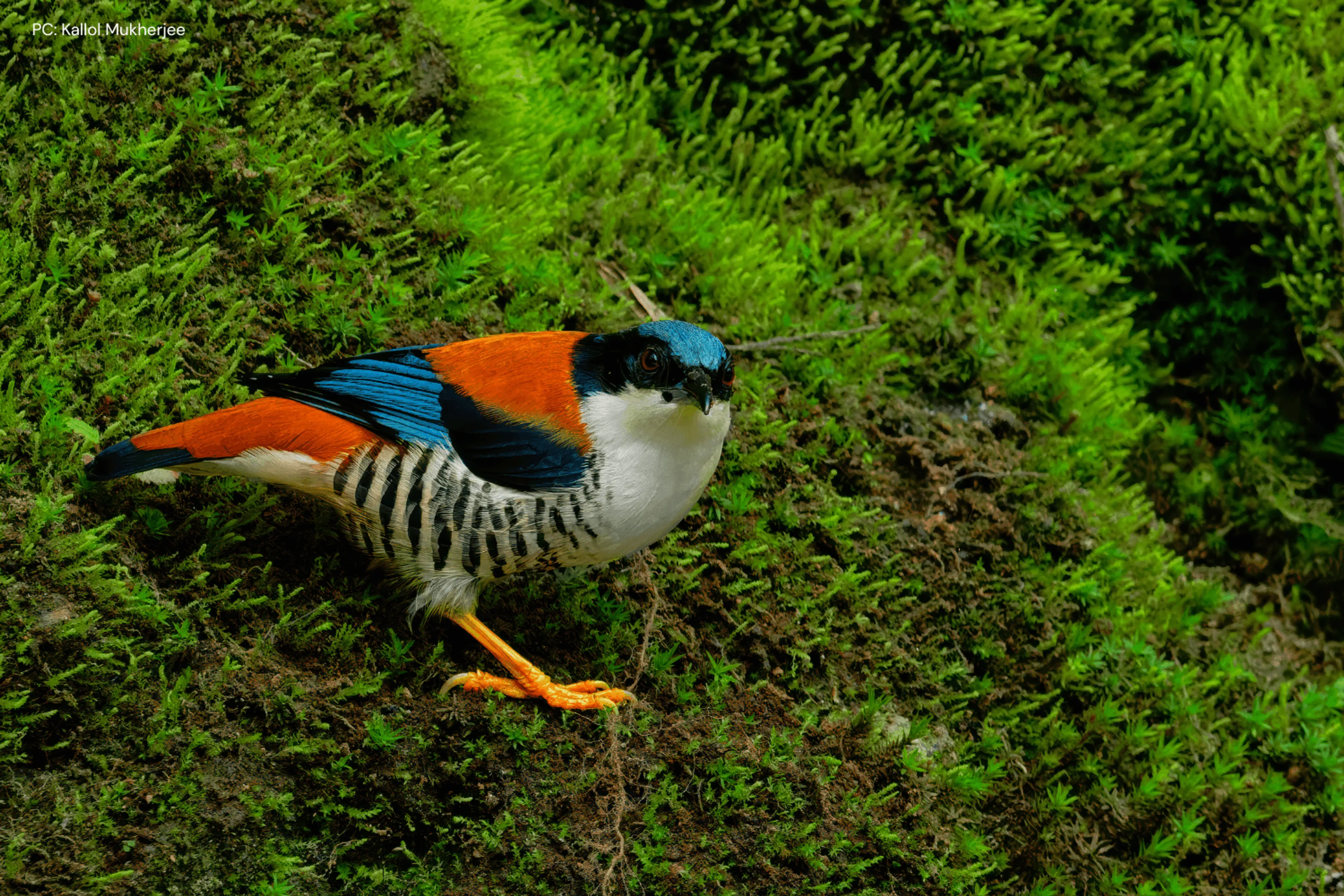 Sikkim Birdwatching Hotspot
