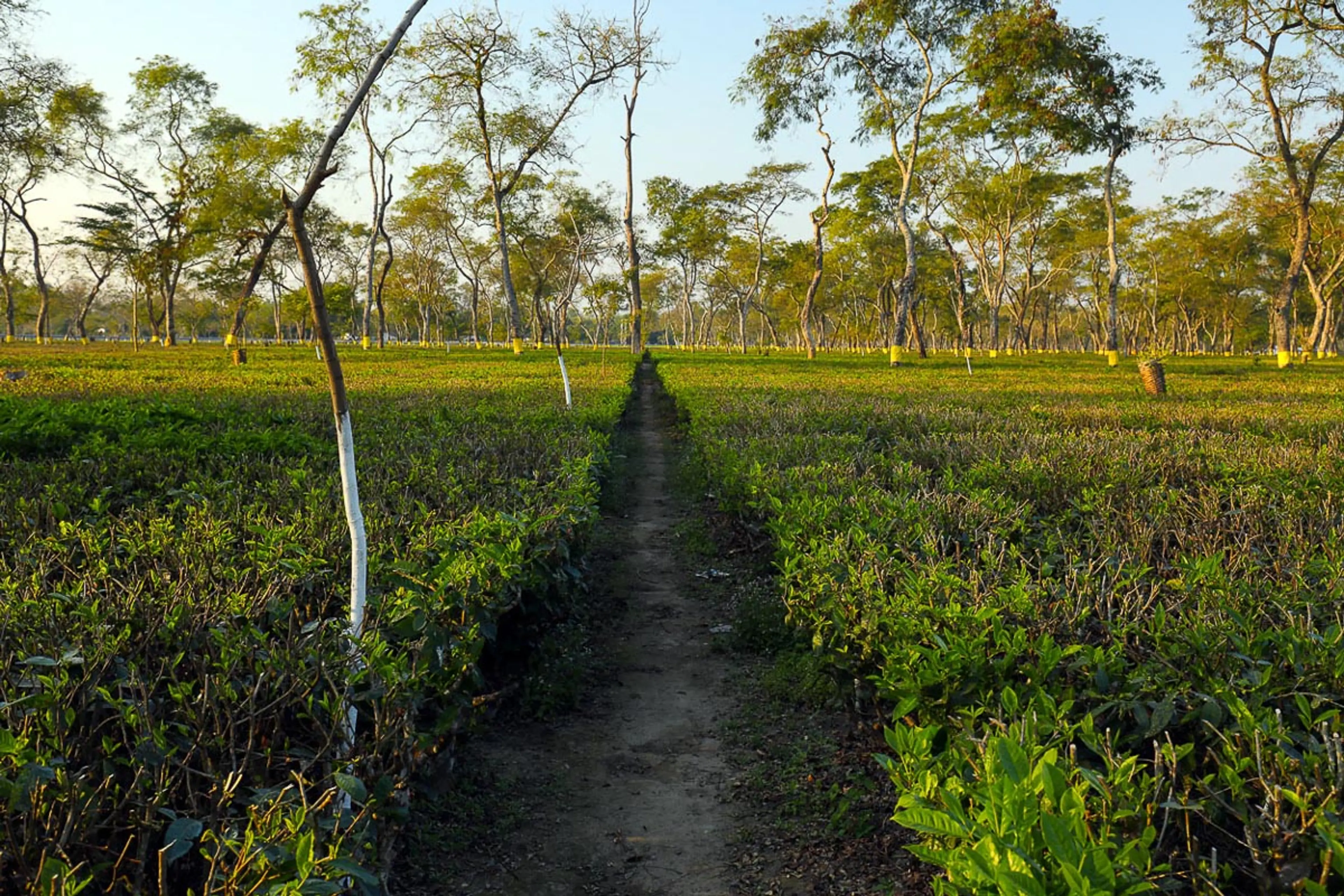 Monabari SONITPUR assam 1B8A9507