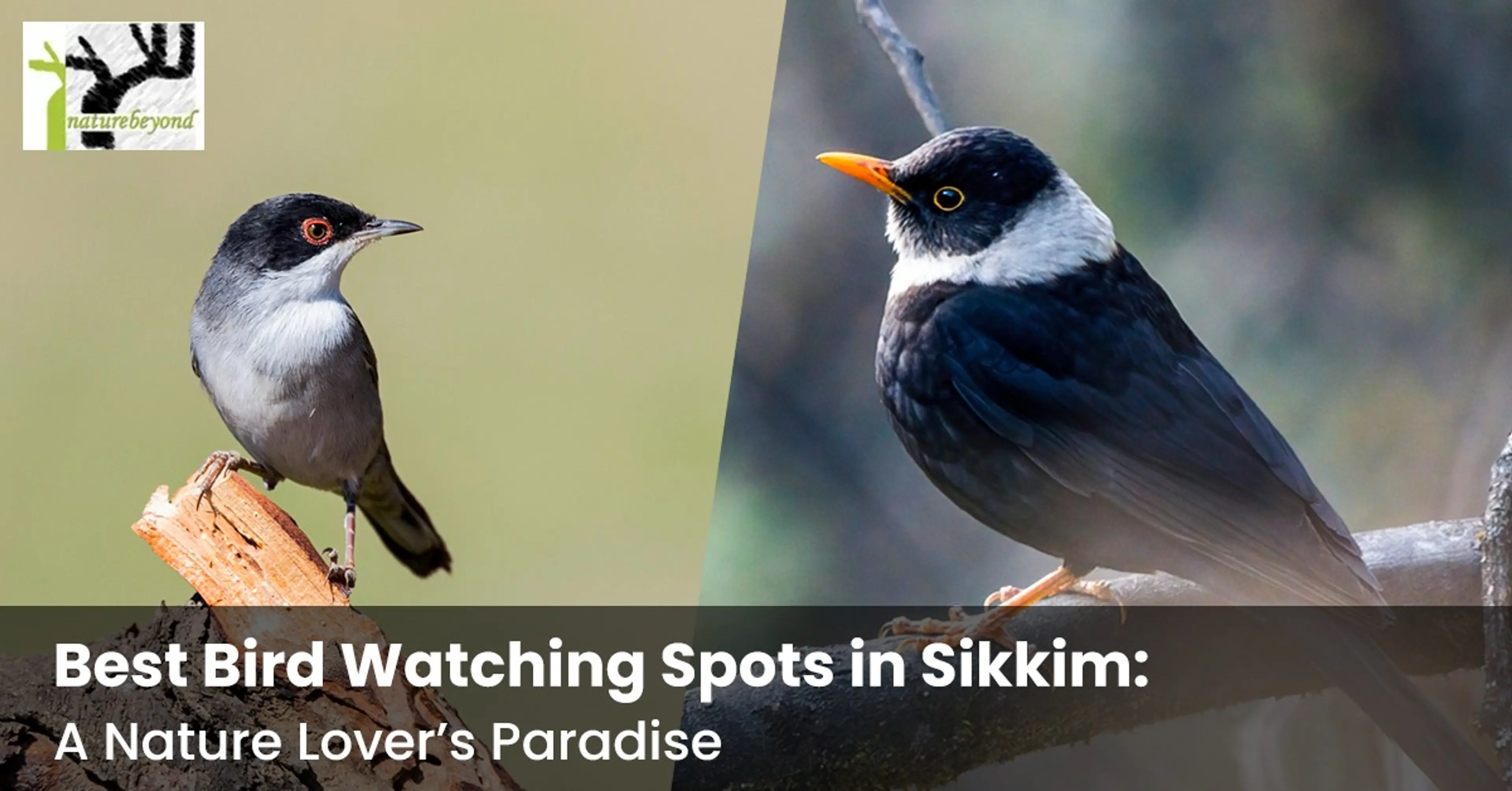 best bird watching spot in sikkim