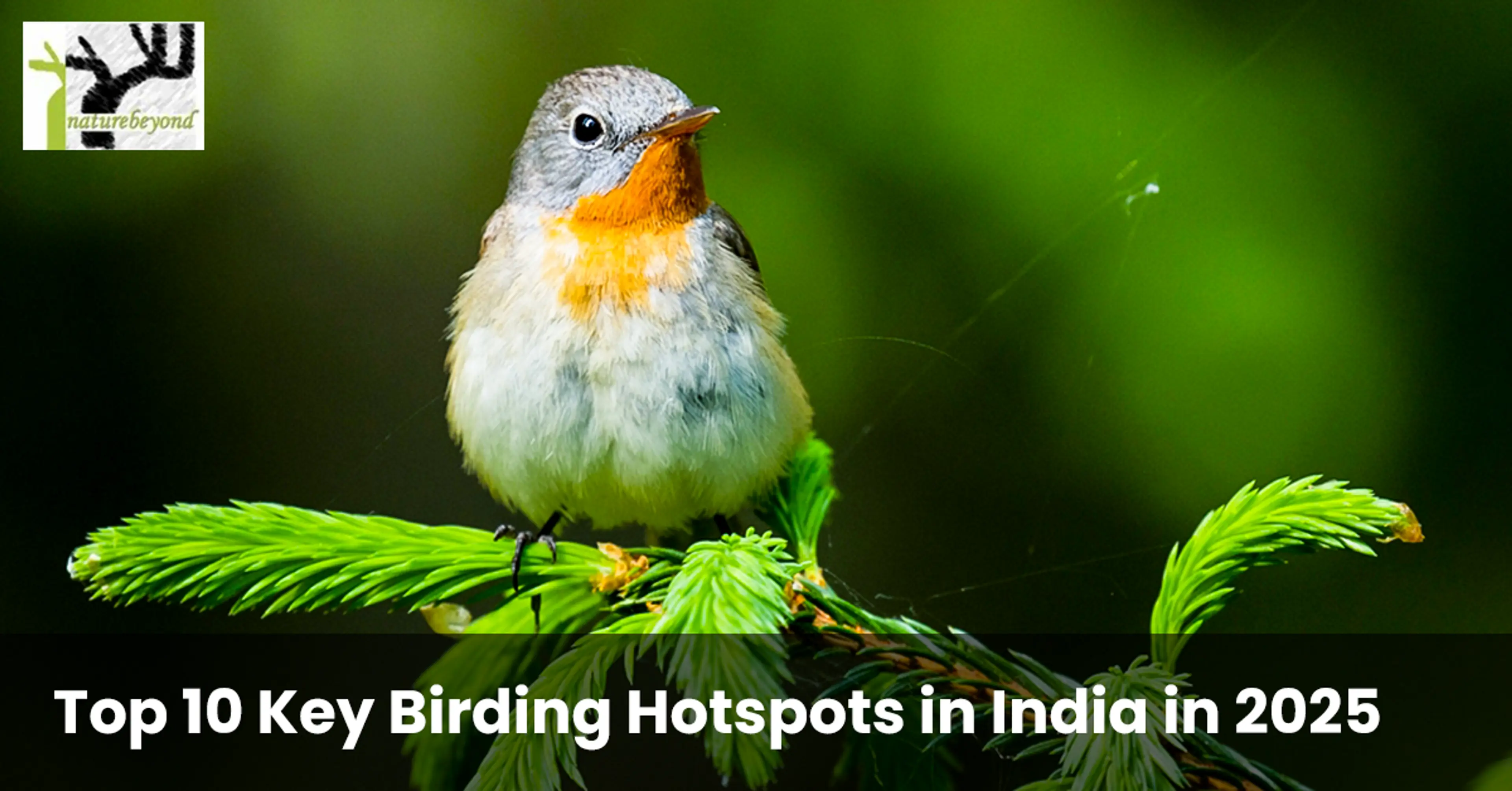 key birding hotspots in india